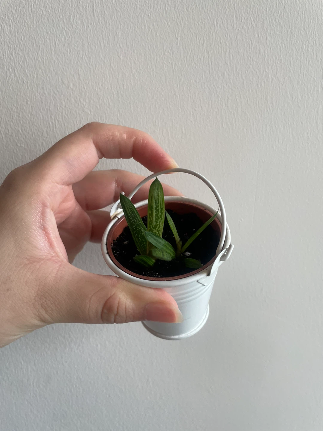 2 Gasteria Retusa succulents