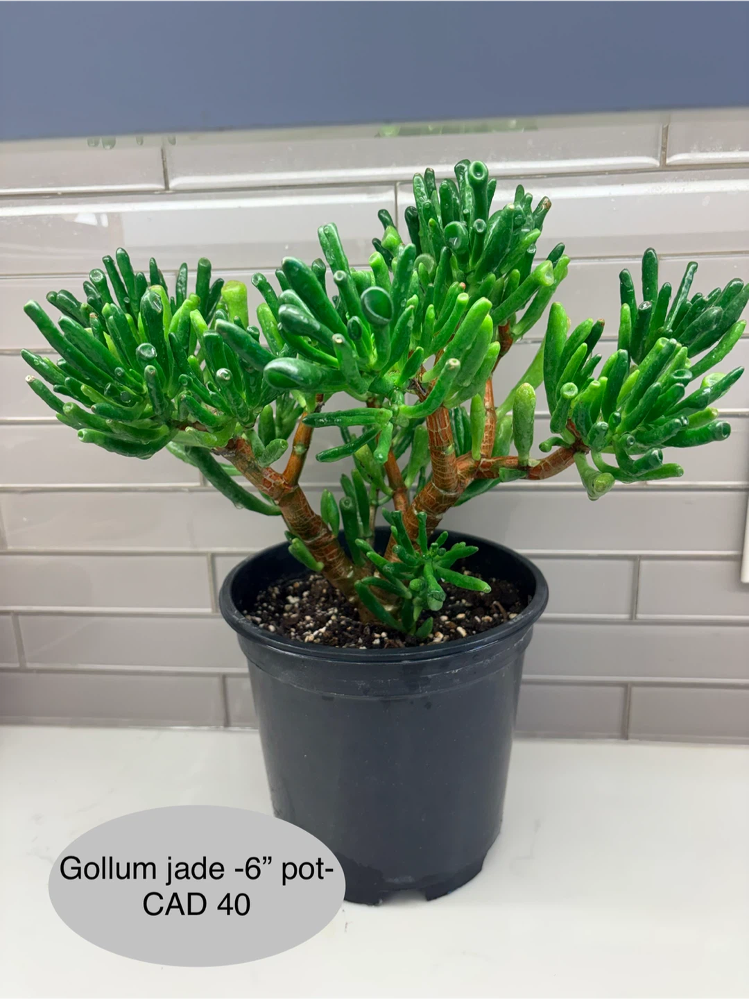 Gollum Jade Plant in 6 inch Pot