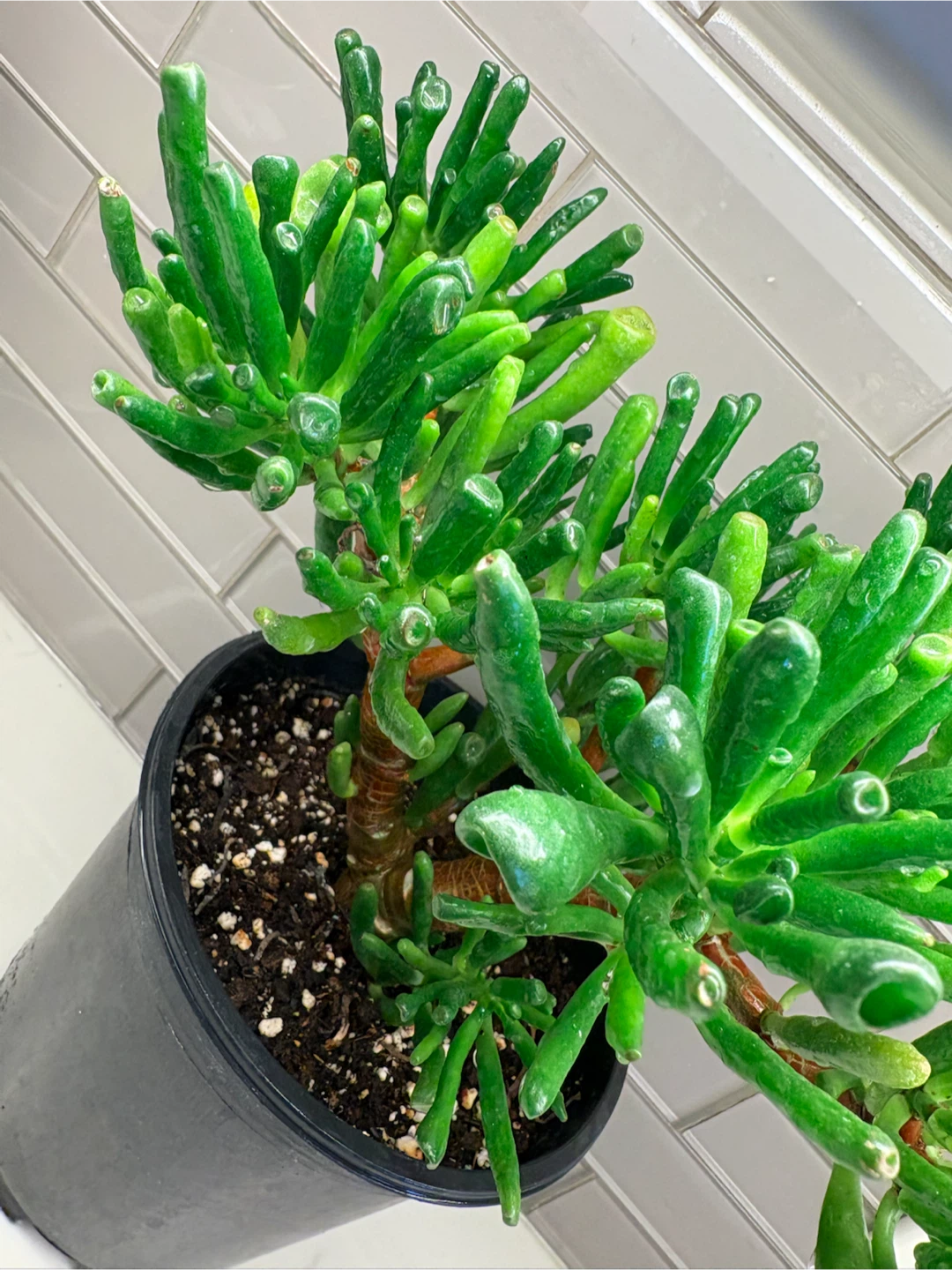 Gollum Jade Plant in 6 inch Pot - photo 2