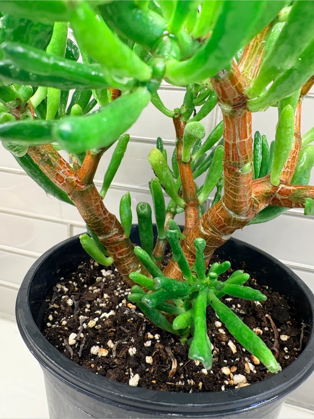 Gollum Jade Plant in 6 inch Pot - photo 3