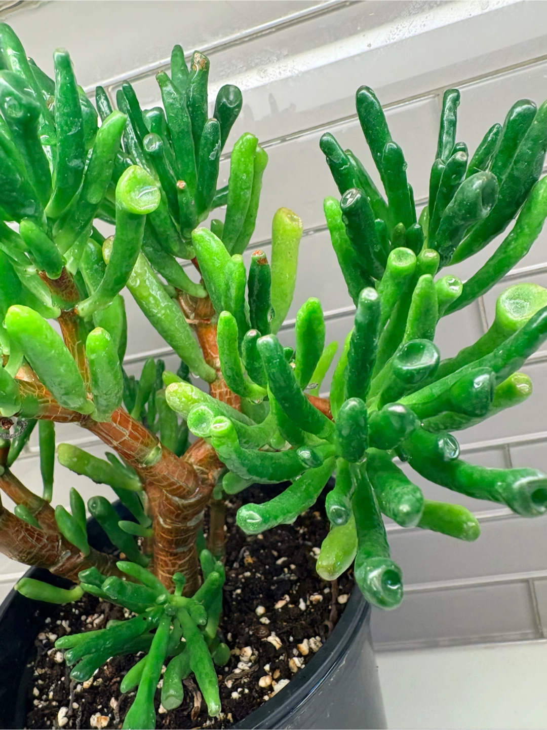 Gollum Jade Plant in 6 inch Pot - photo 4