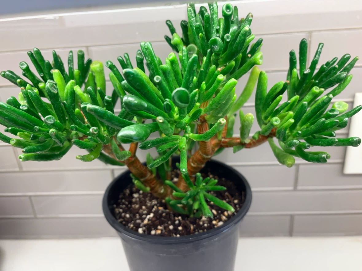 Gollum Jade Plant in 6 inch Pot - photo 5