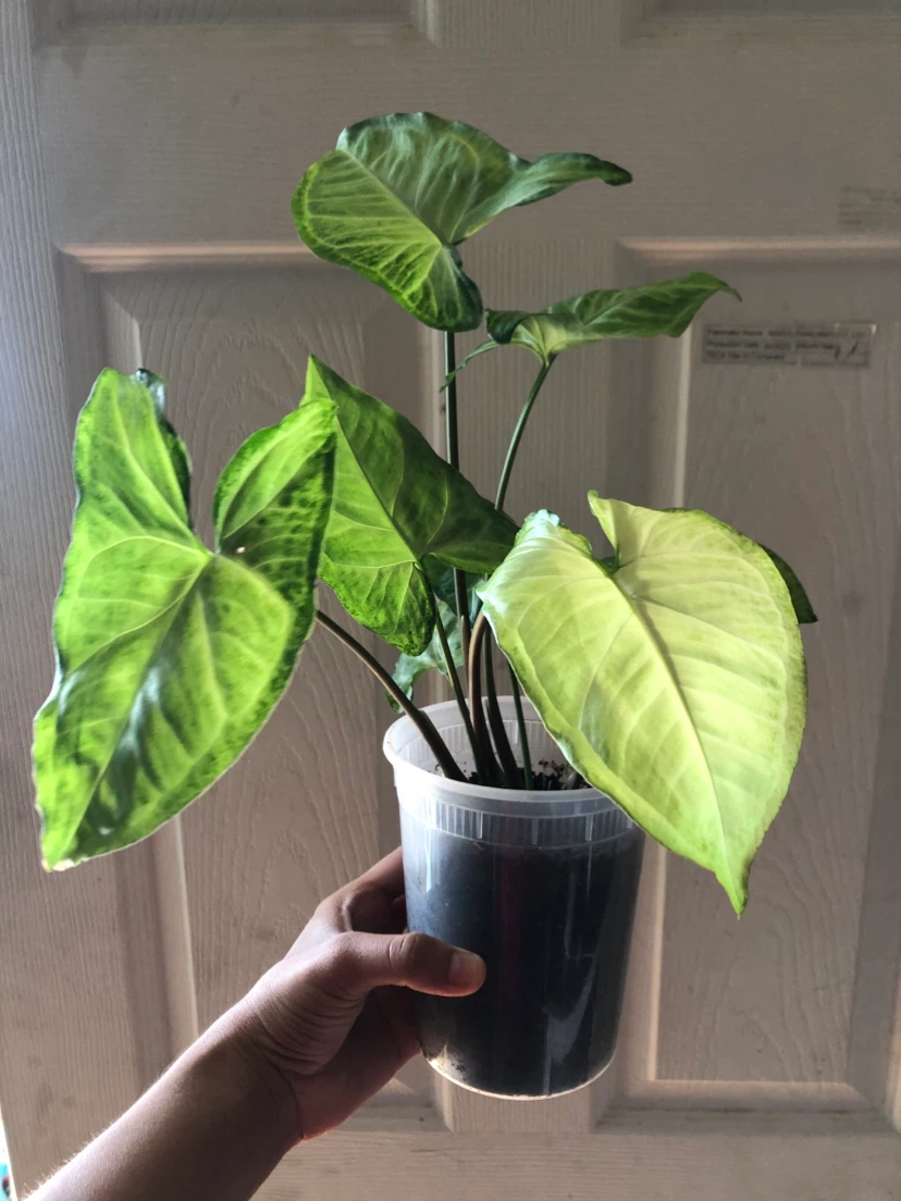 Syngonium  Plant