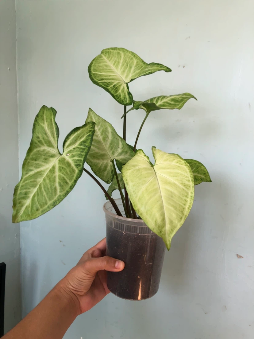 Syngonium  Plant - photo 2