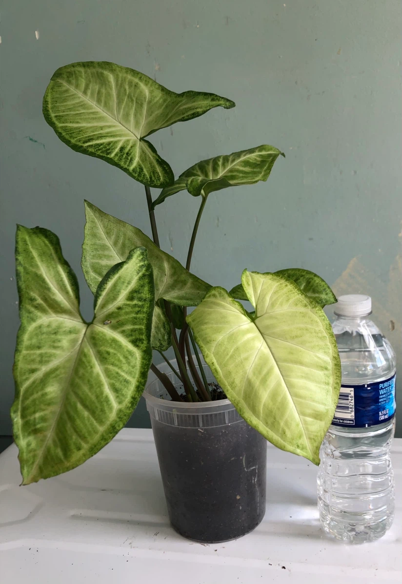 Syngonium  Plant - photo 3