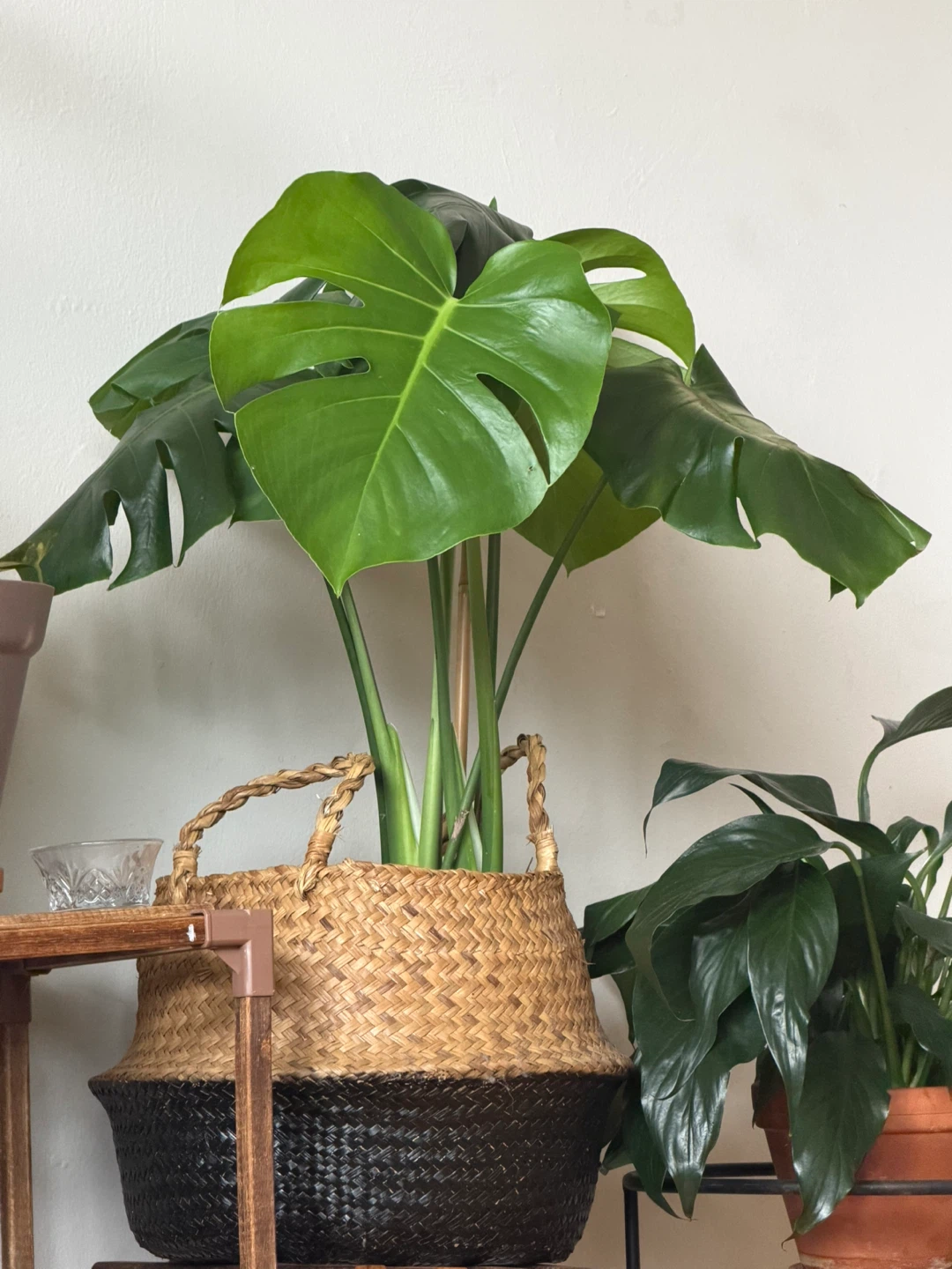 Monstera Deliciosa Plant in Woven Basket