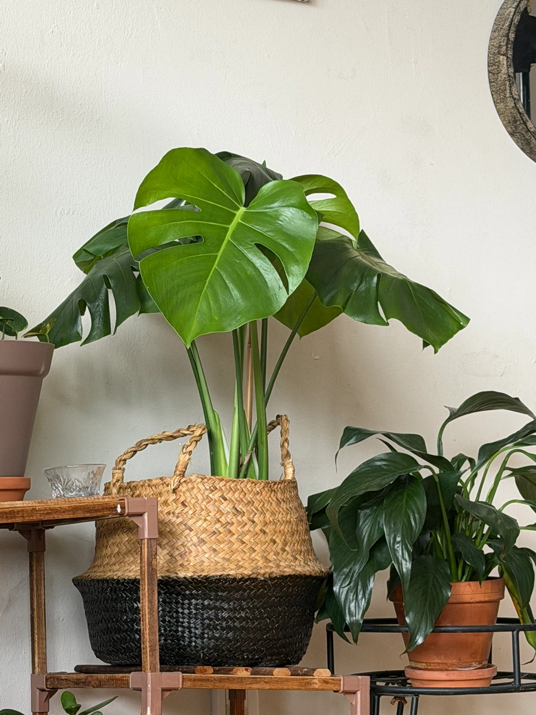 Monstera Deliciosa Plant in Woven Basket - photo 2