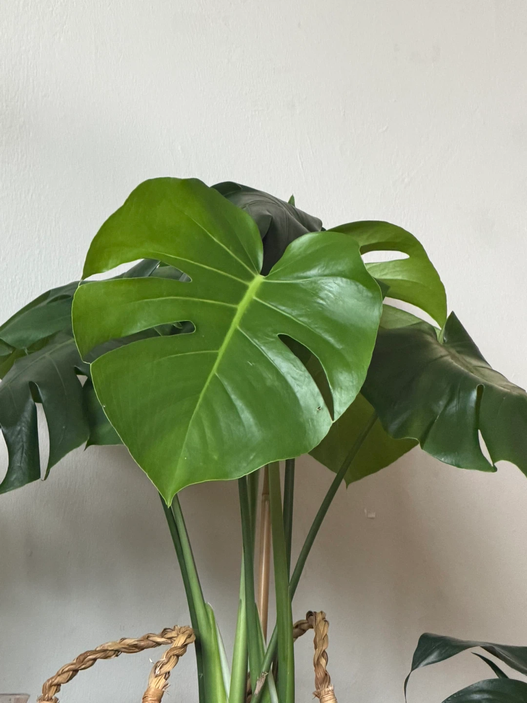 Monstera Deliciosa Plant in Woven Basket - photo 3