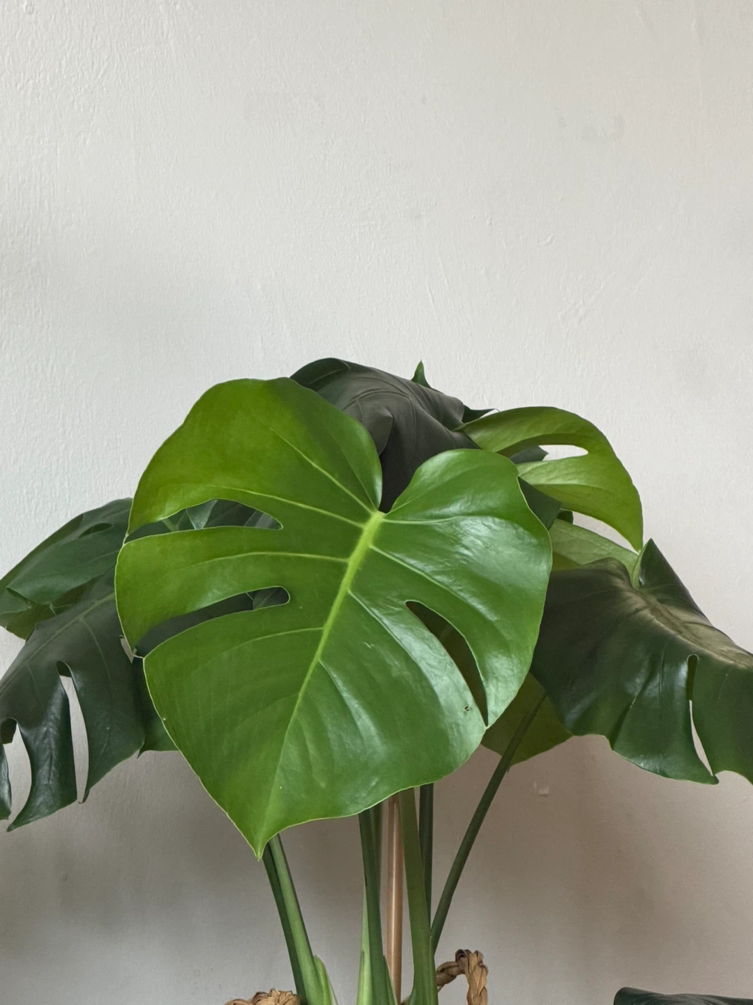 Monstera Deliciosa Plant in Woven Basket - photo 4