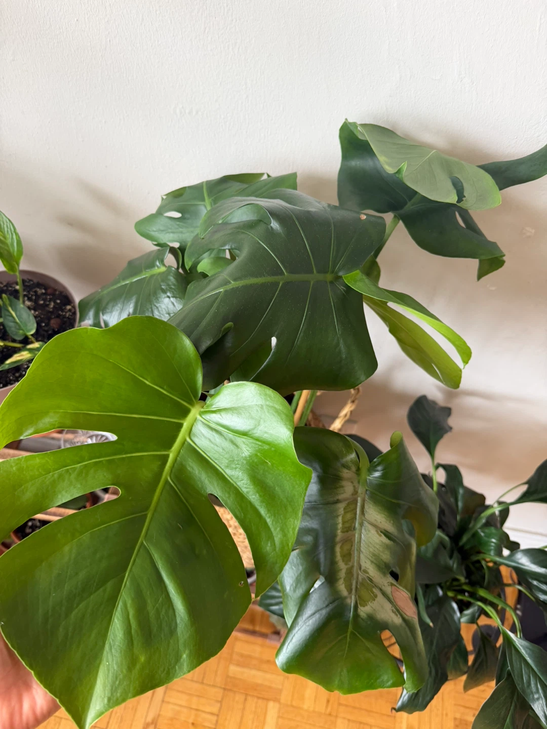 Monstera Deliciosa Plant in Woven Basket - photo 5