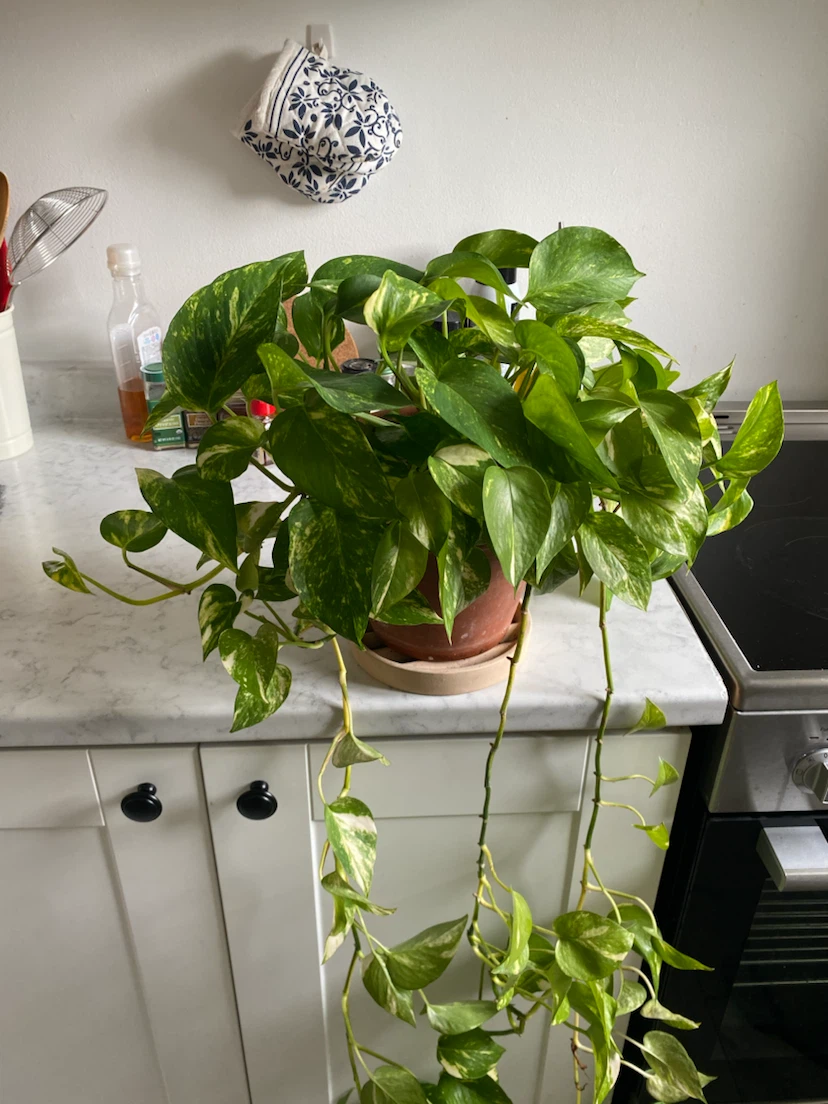 Large Golden Pothos Plant with Long Vines