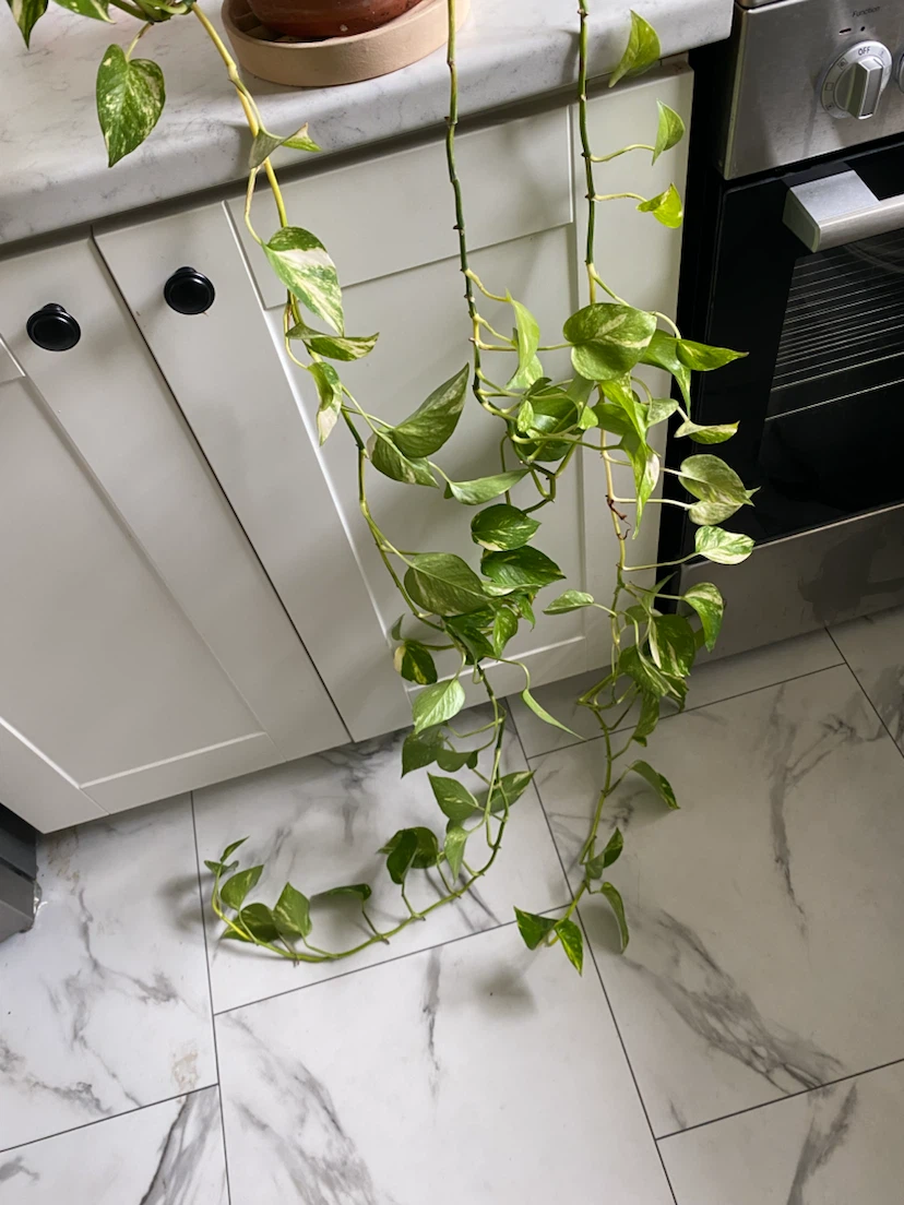 Large Golden Pothos Plant with Long Vines - photo 2