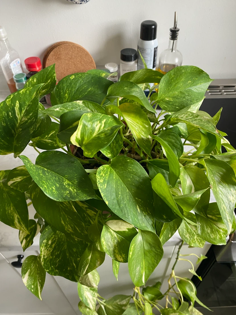 Large Golden Pothos Plant with Long Vines - photo 3