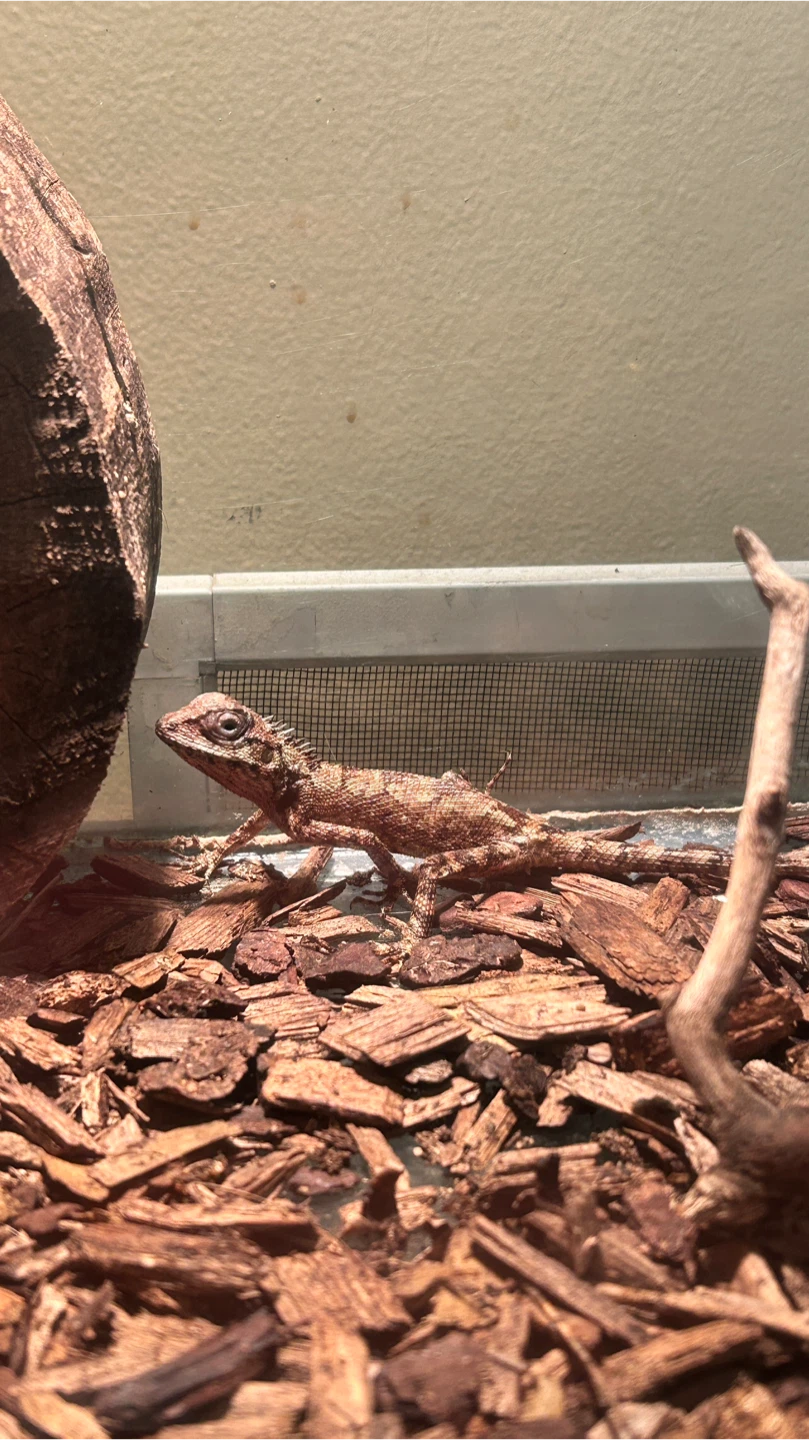 Oriental Garden Lizard