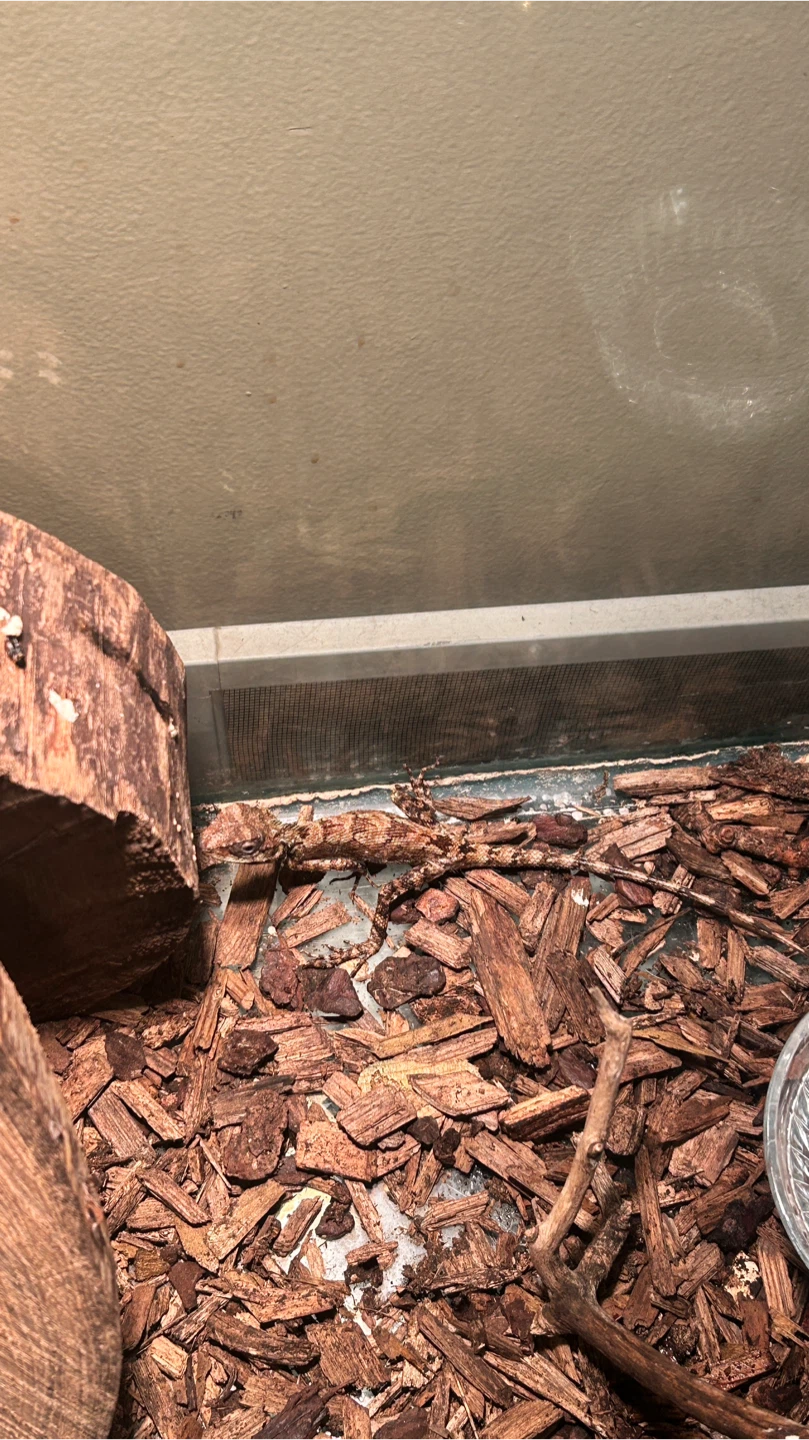 Oriental Garden Lizard - photo 2