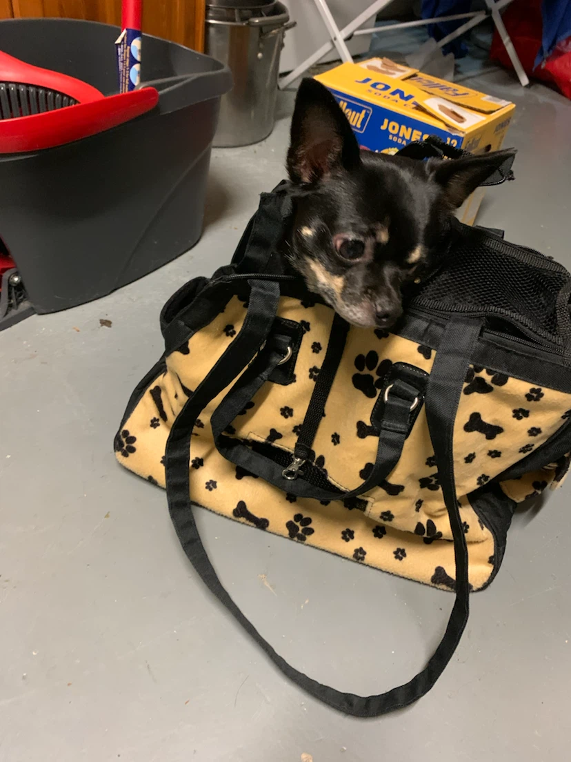 Paw print patterned small pet carrier - photo 2
