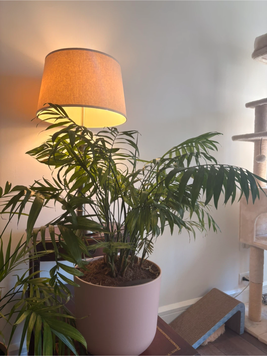 Parlor Palm Plant in Large Self Watering Pink Pot