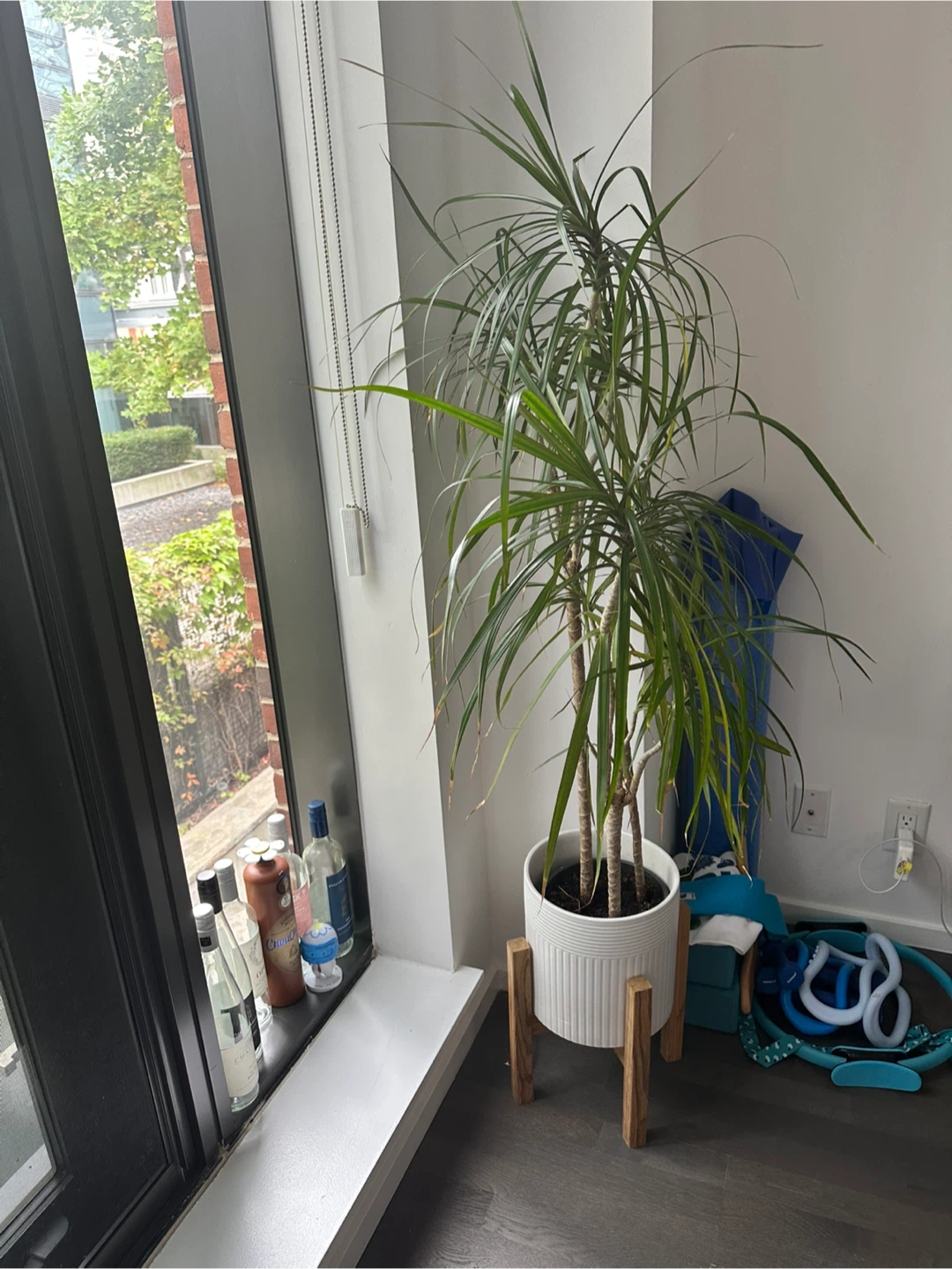 Dracaena plant in white ceramic pot with wood stand