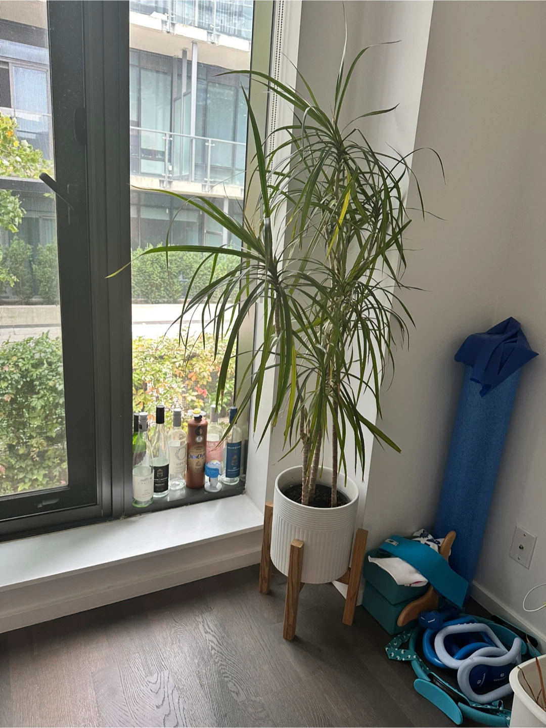 Dracaena plant in white ceramic pot with wood stand - photo 2