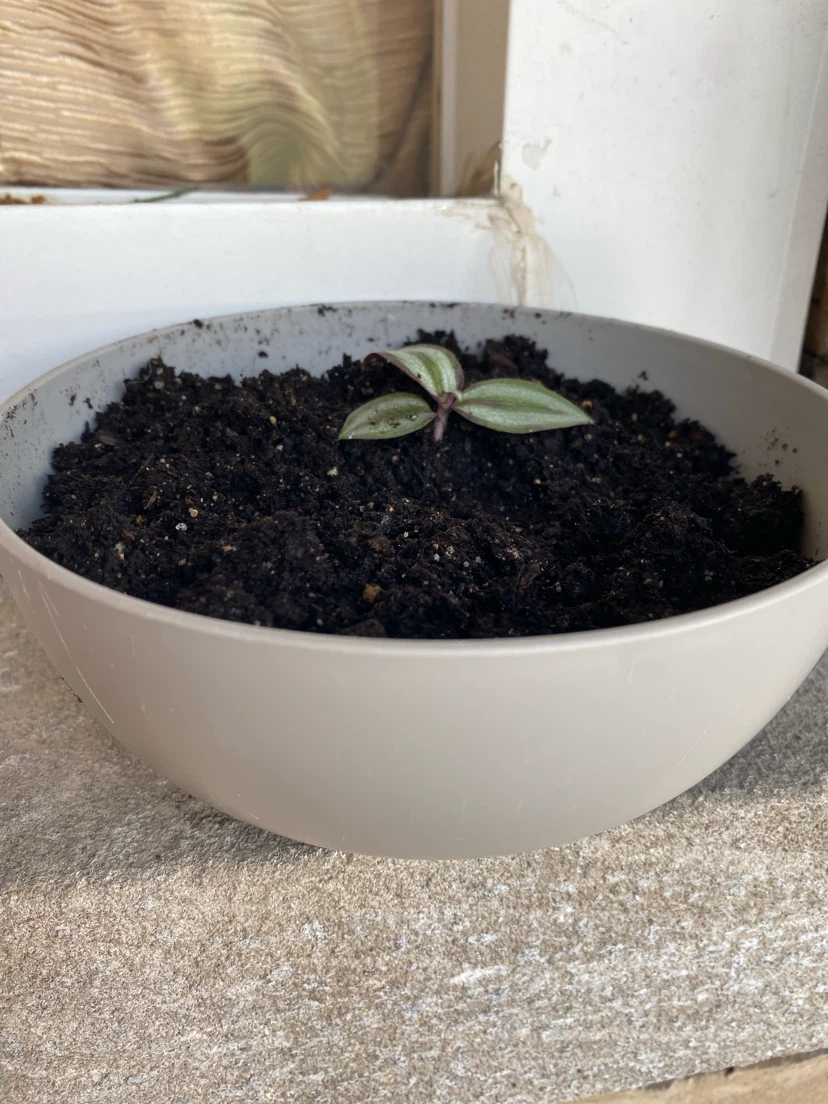 Tradescantia zebrina cutting in gray planter