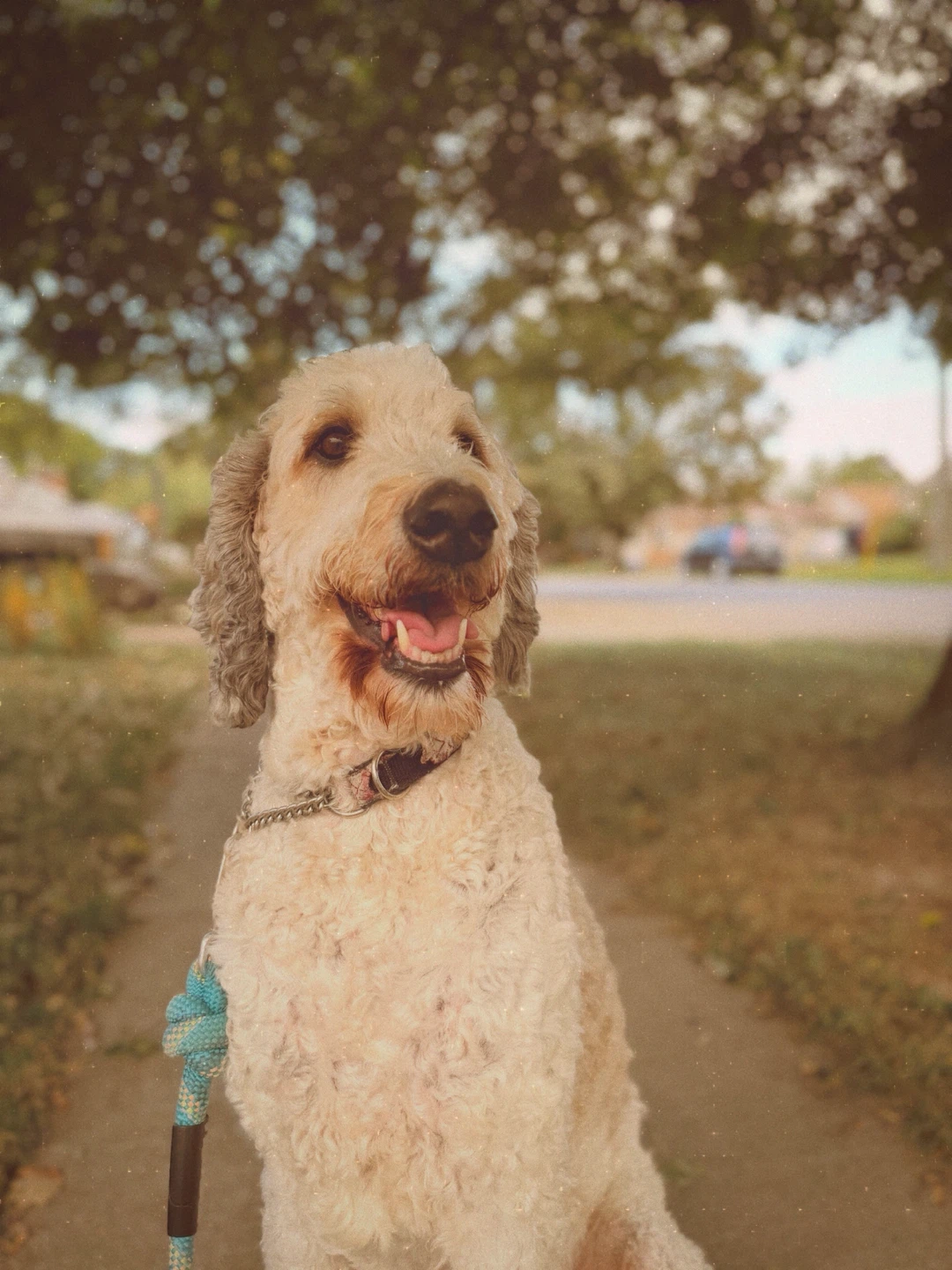 DOG WALKER IN ST. CATHARINES - photo 5