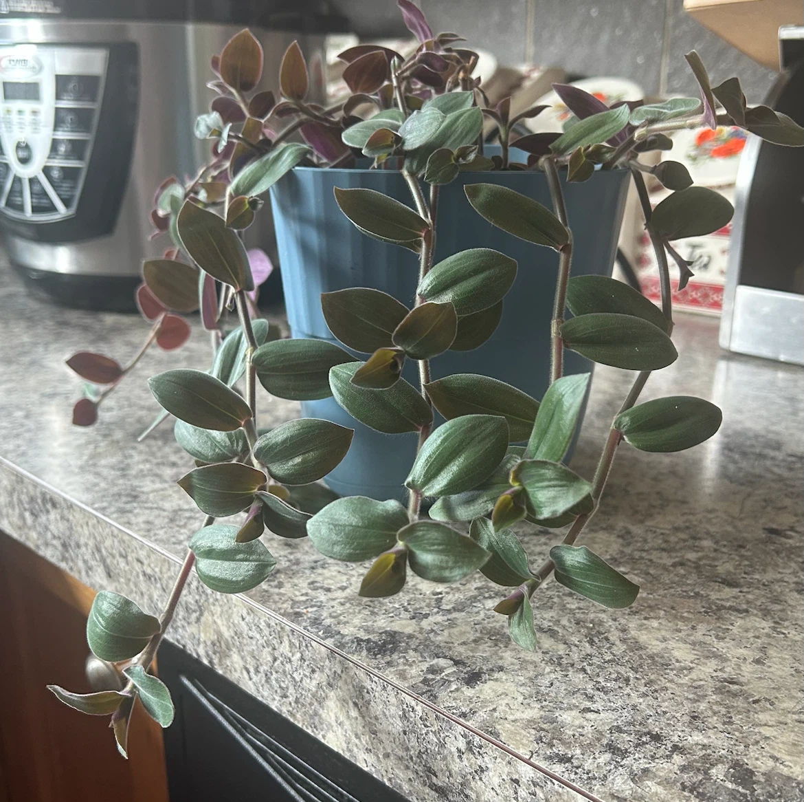 Tradescantia zebrina plant in blue pot