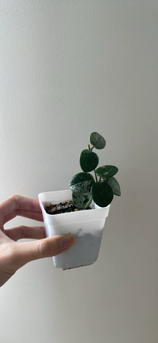 Hoya Mathilde Splashy Silver