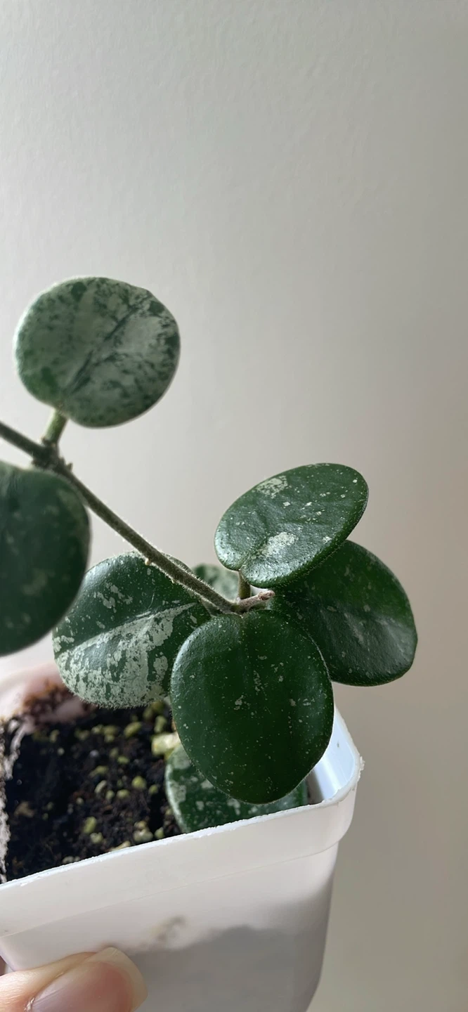 Hoya Mathilde Splashy Silver - photo 2