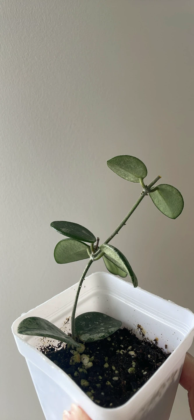Hoya Mathilde Splashy Silver - photo 3
