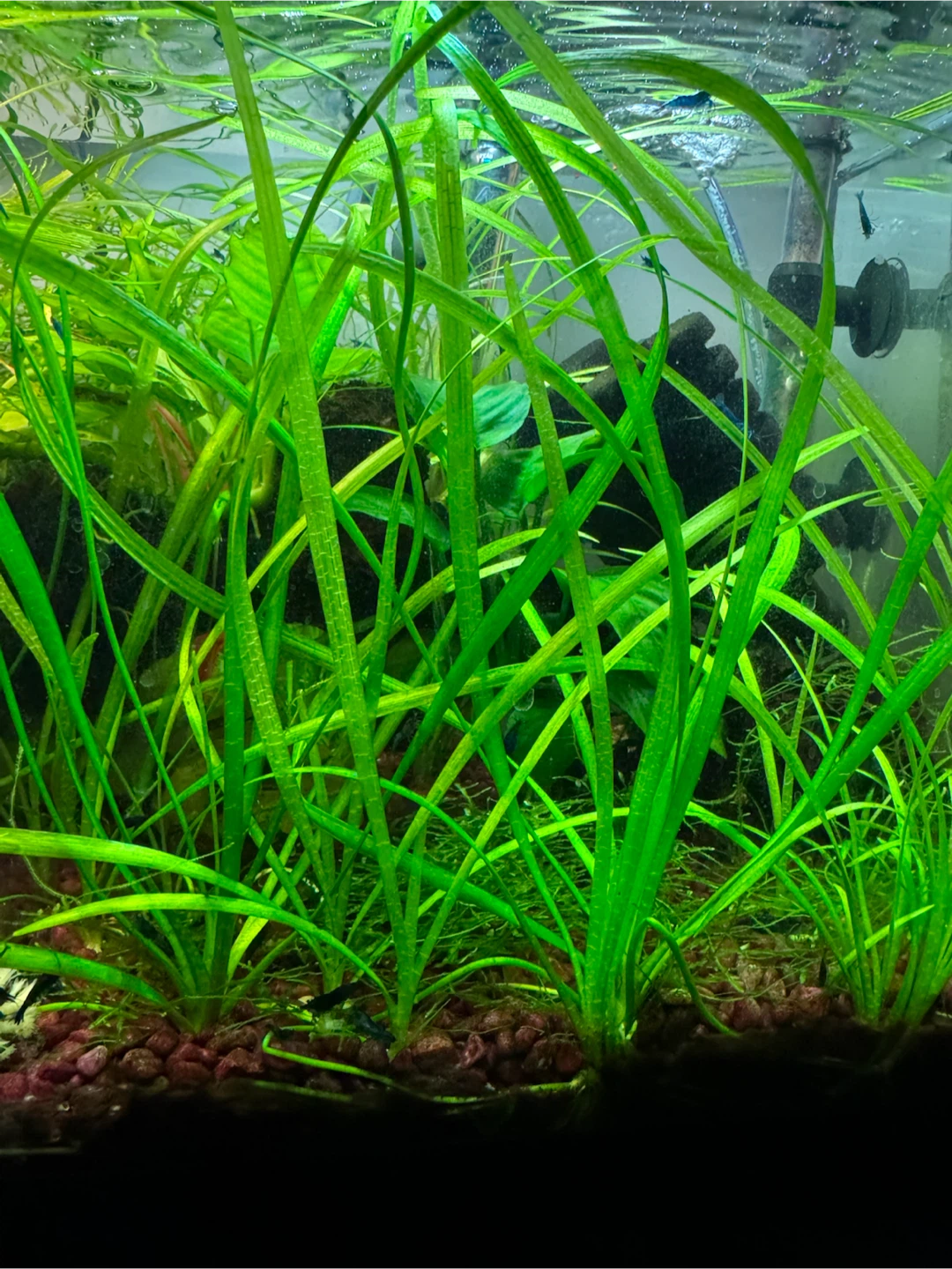 Dwarf Sagittaria