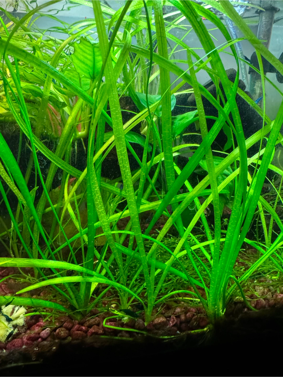 Dwarf Sagittaria - photo 2