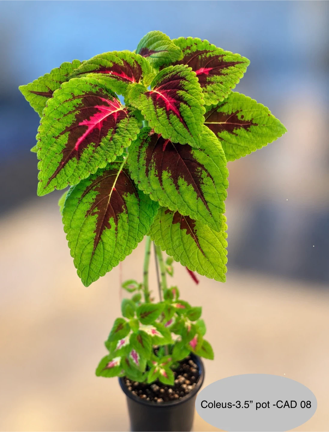 Coleus plant in 3.5-inch pot