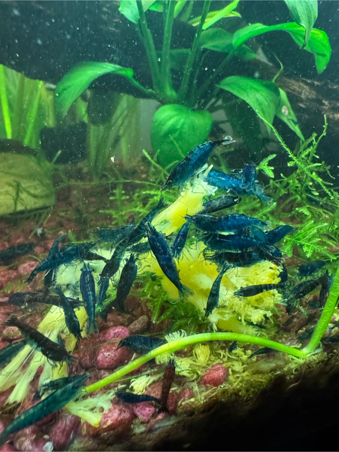 Blue Dream Shrimp