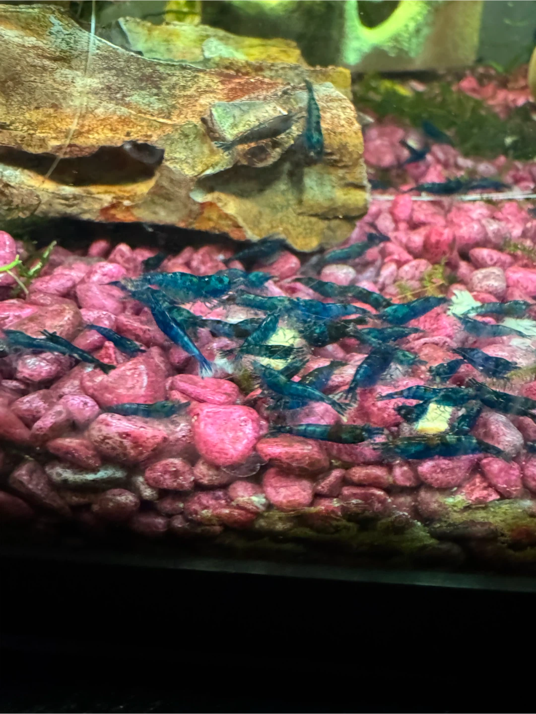 Blue Dream Shrimp - photo 2