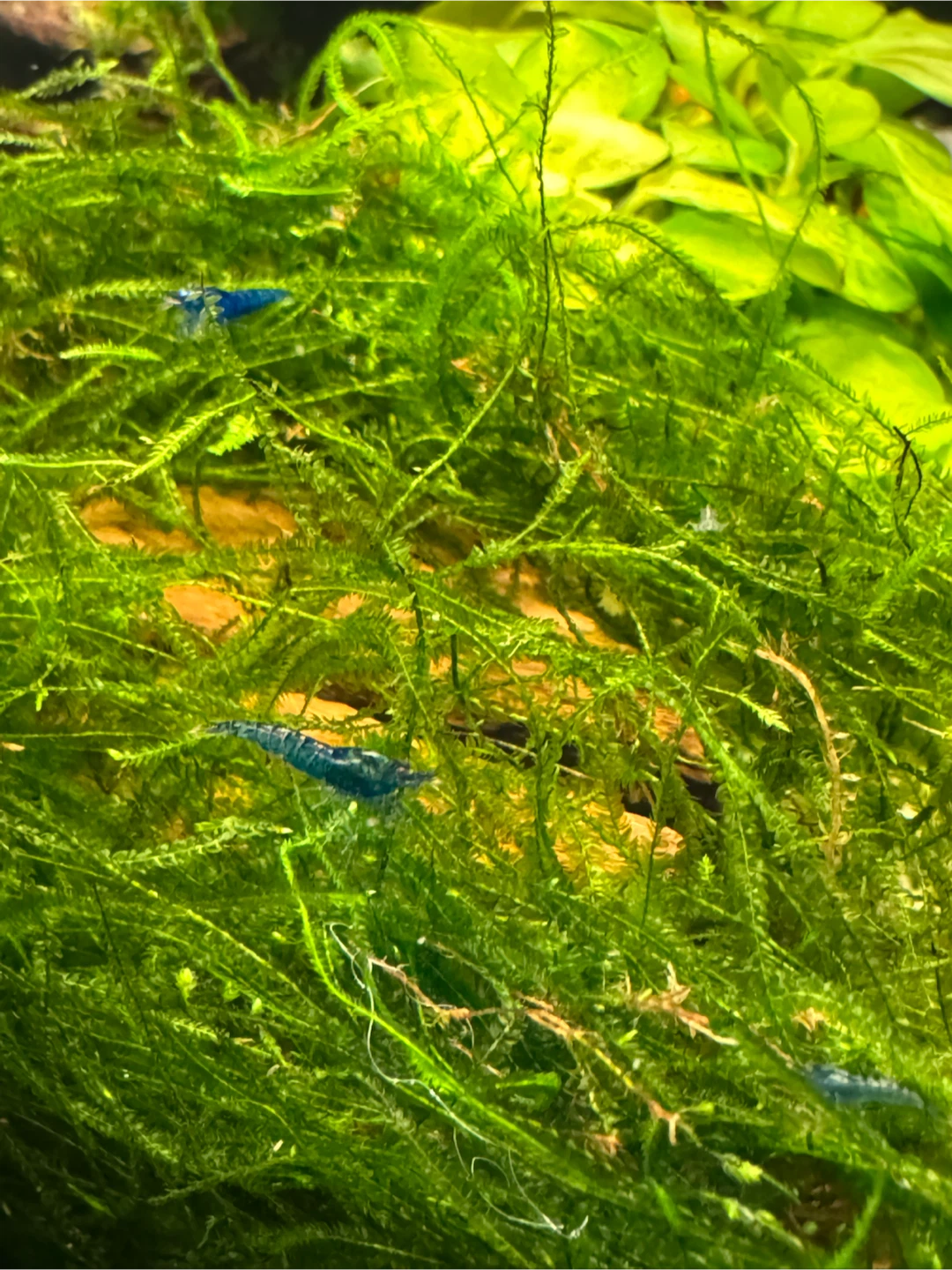 Blue Dream Shrimp - photo 3