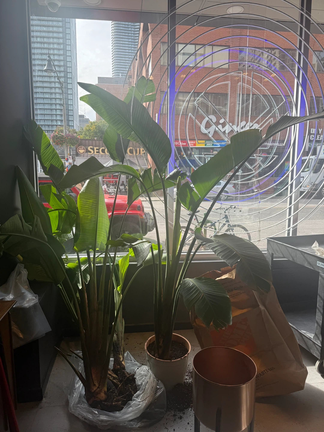 Large Bird of Paradise Plant
