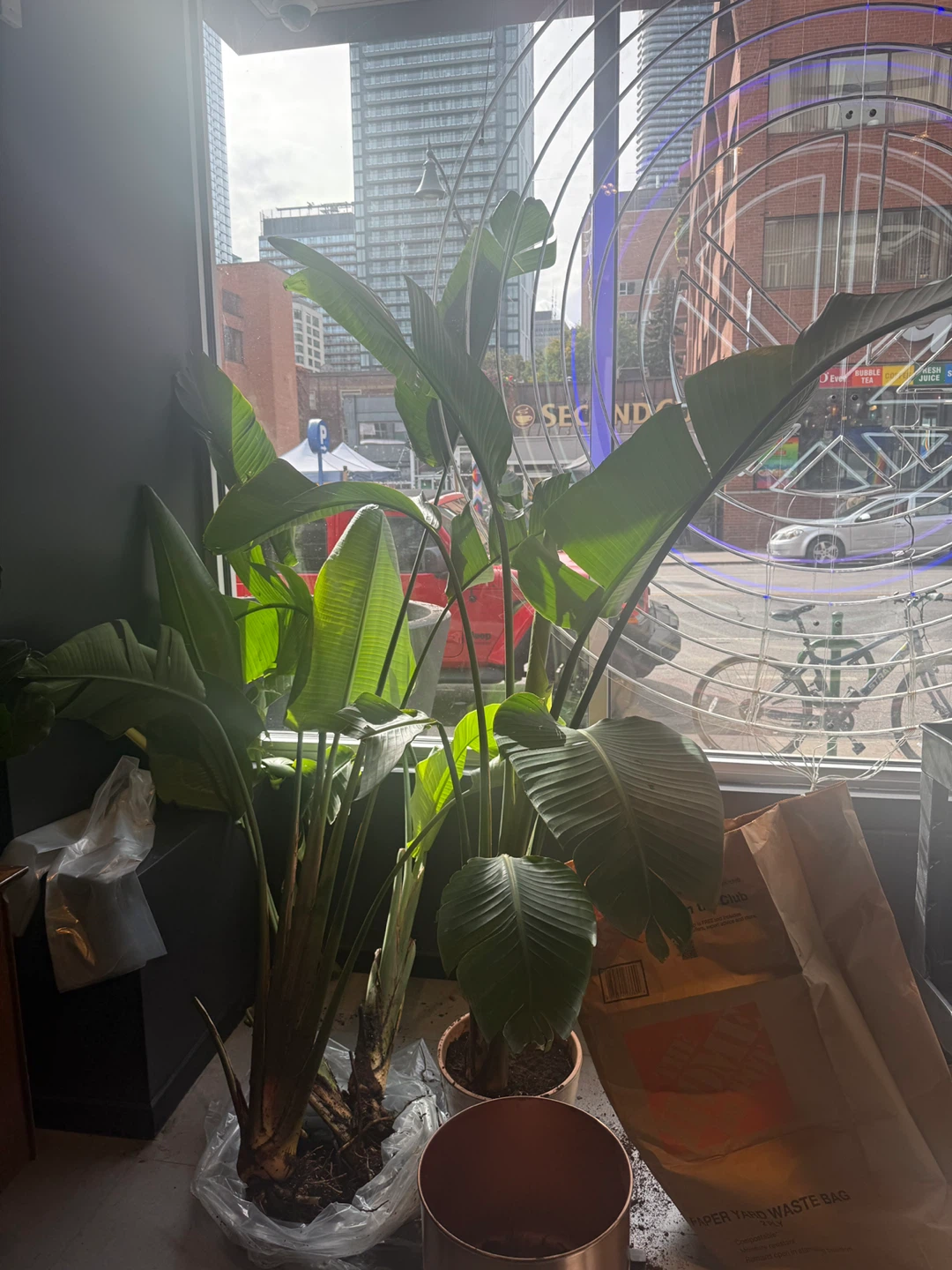 Large Bird of Paradise Plant - photo 2