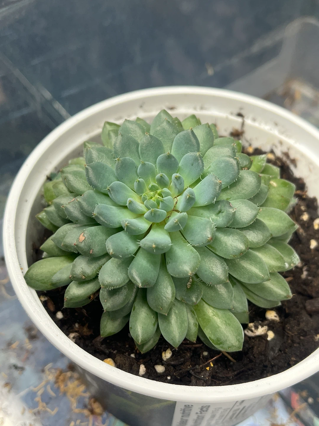 echeveria setosa var. deminuta