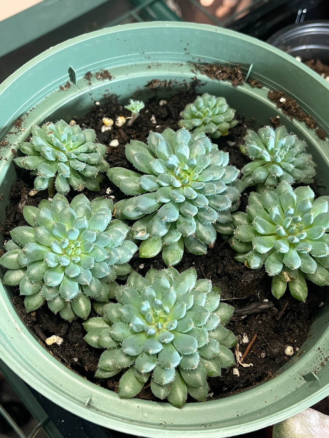 echeveria setosa var. deminuta - photo 2