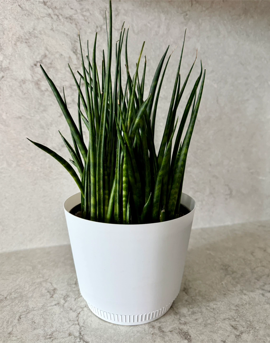 Sansevieria Cylindrica Snake Plant - photo 2