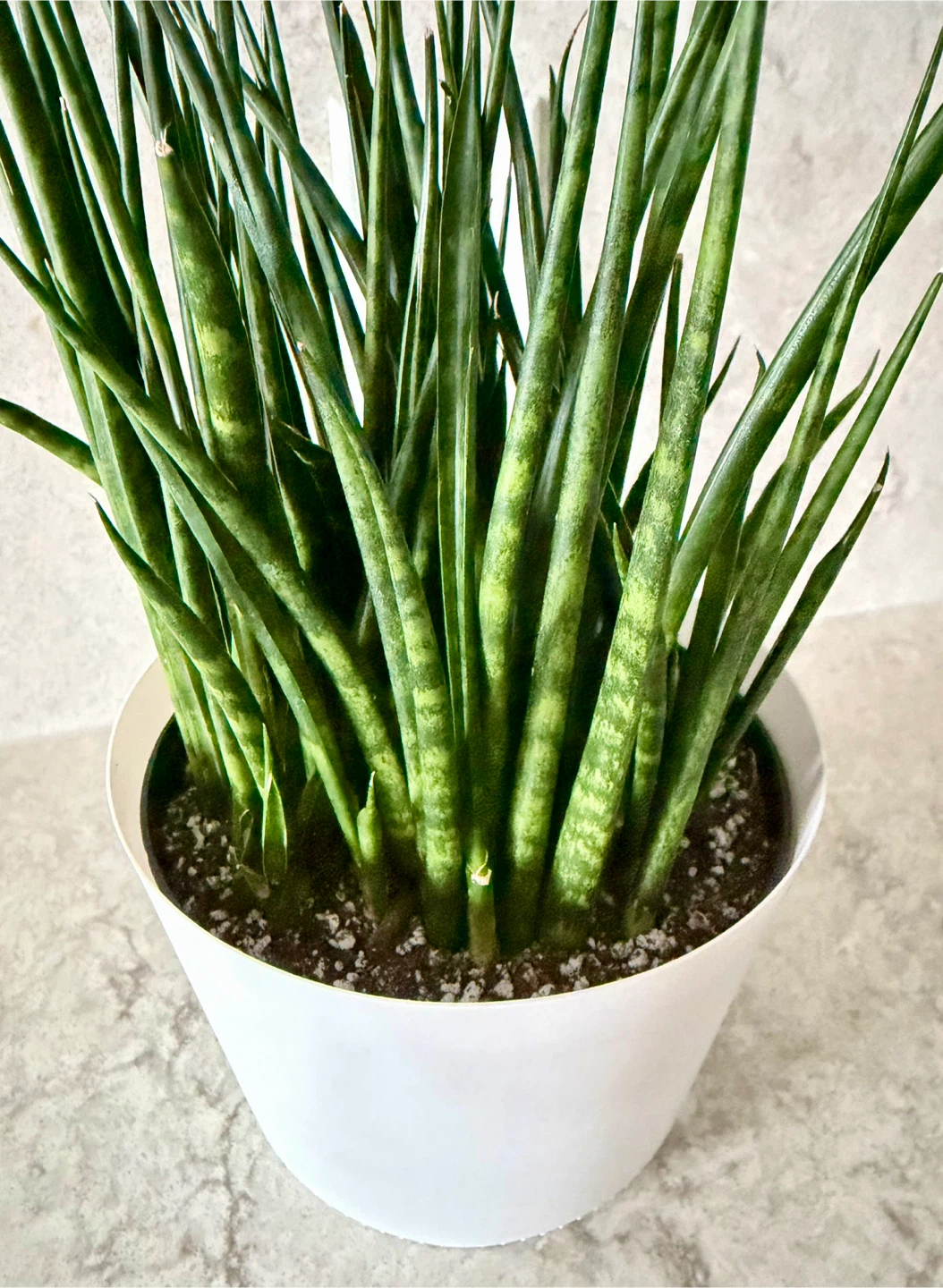 Sansevieria Cylindrica Snake Plant