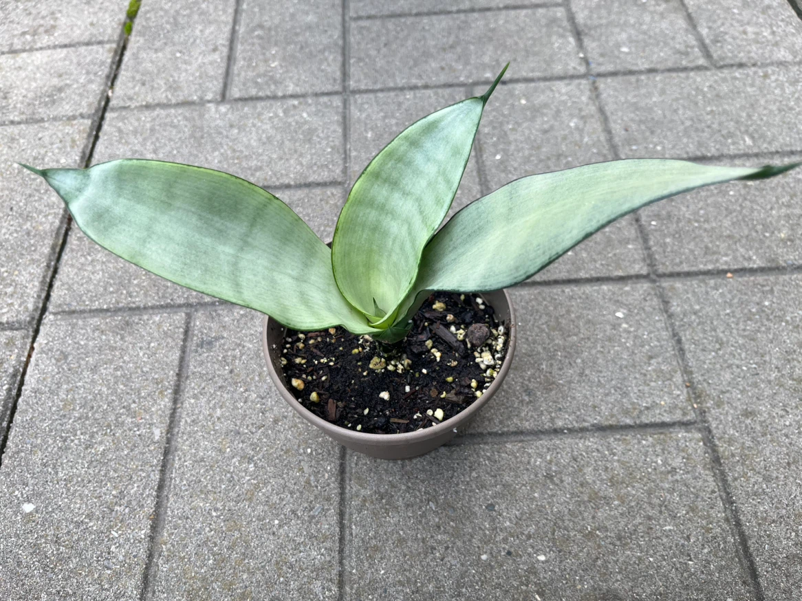 Sansevieria Moonshine plant