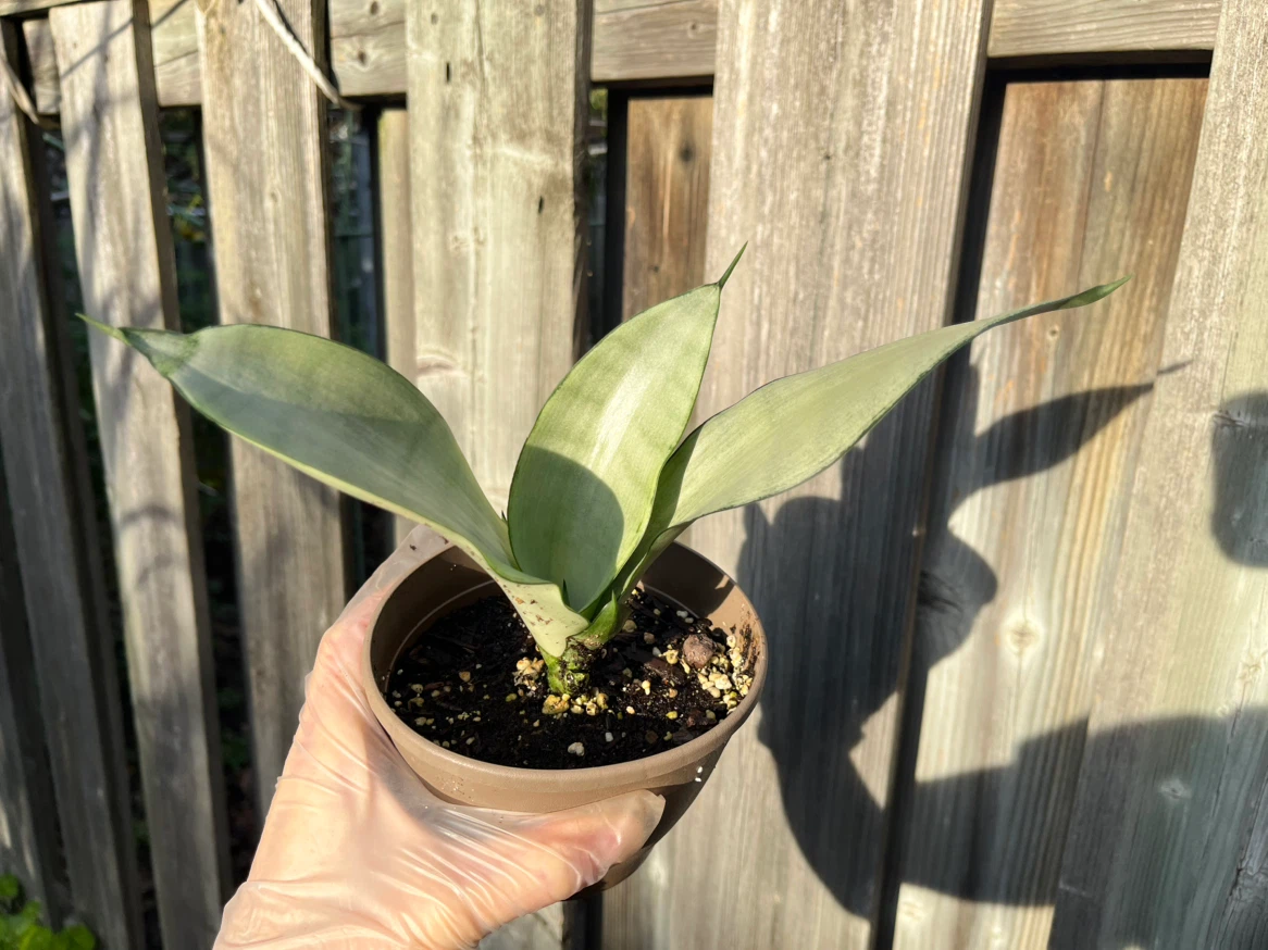 Sansevieria Moonshine plant - photo 2