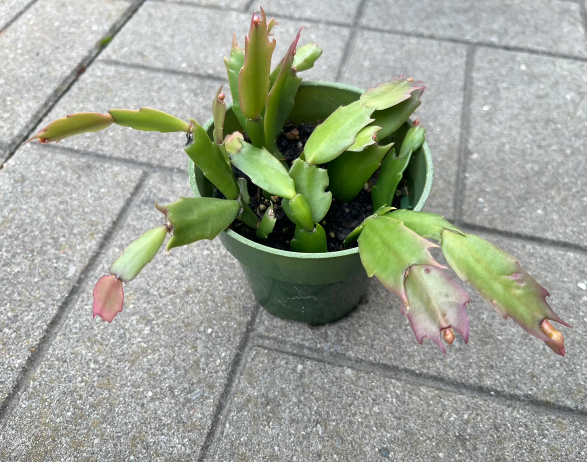 Christmas Cactus Plant