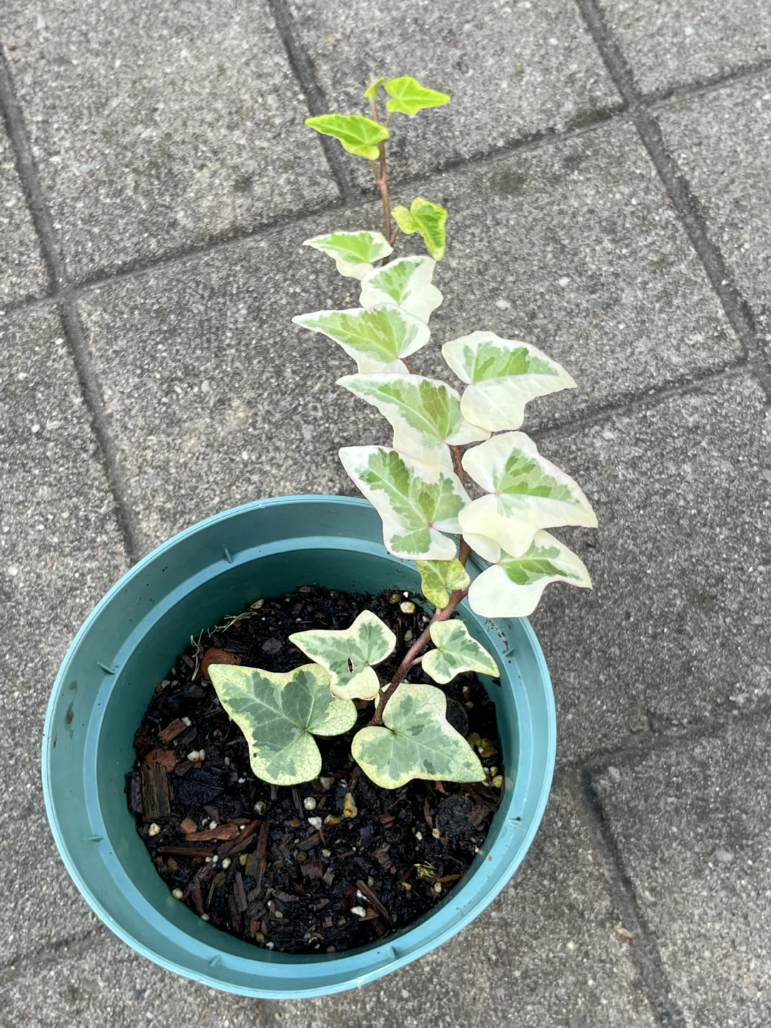 Variegated English Ivy Houseplant