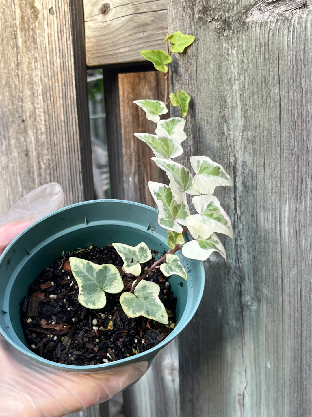 Variegated English Ivy Houseplant - photo 2