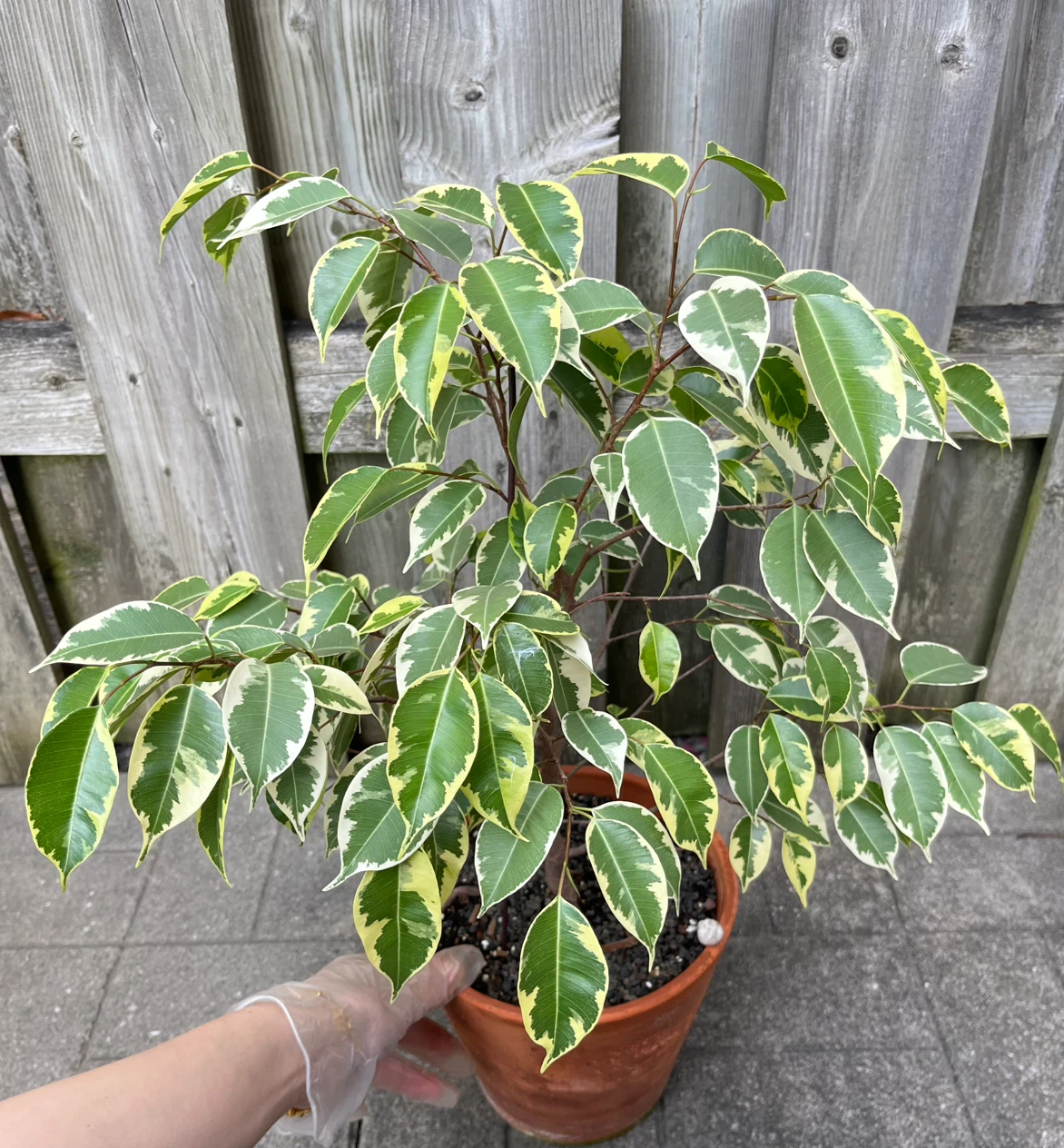 Healthy Weeping fig in 8” pot( pot included) - photo 2