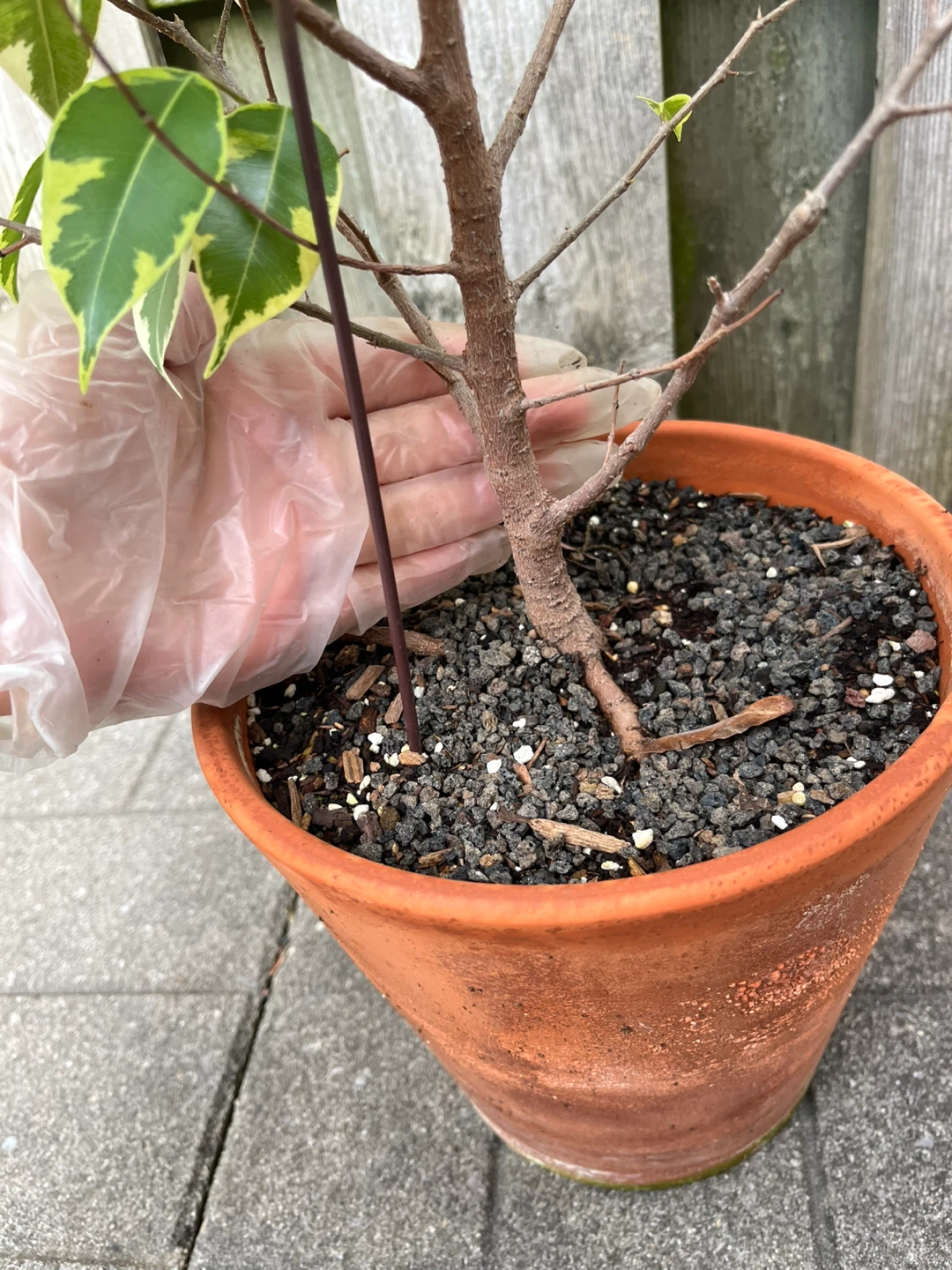 Healthy Weeping fig in 8” pot( pot included) - photo 3