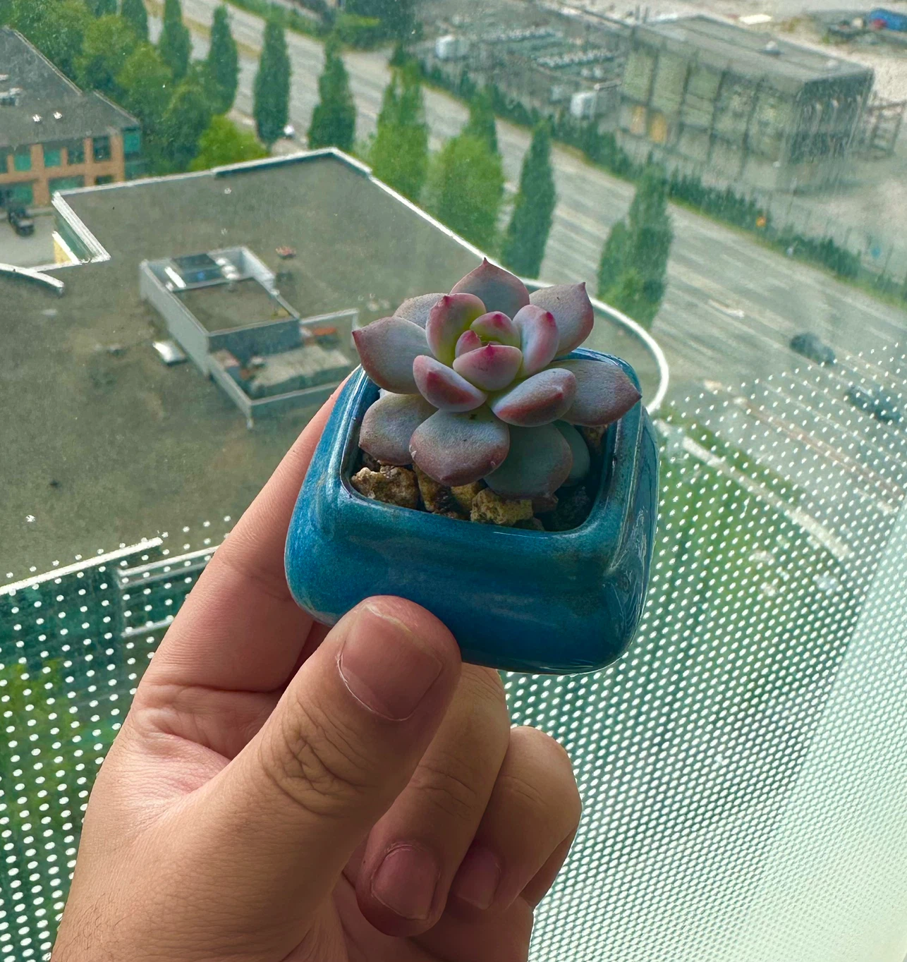 Succulents for sale