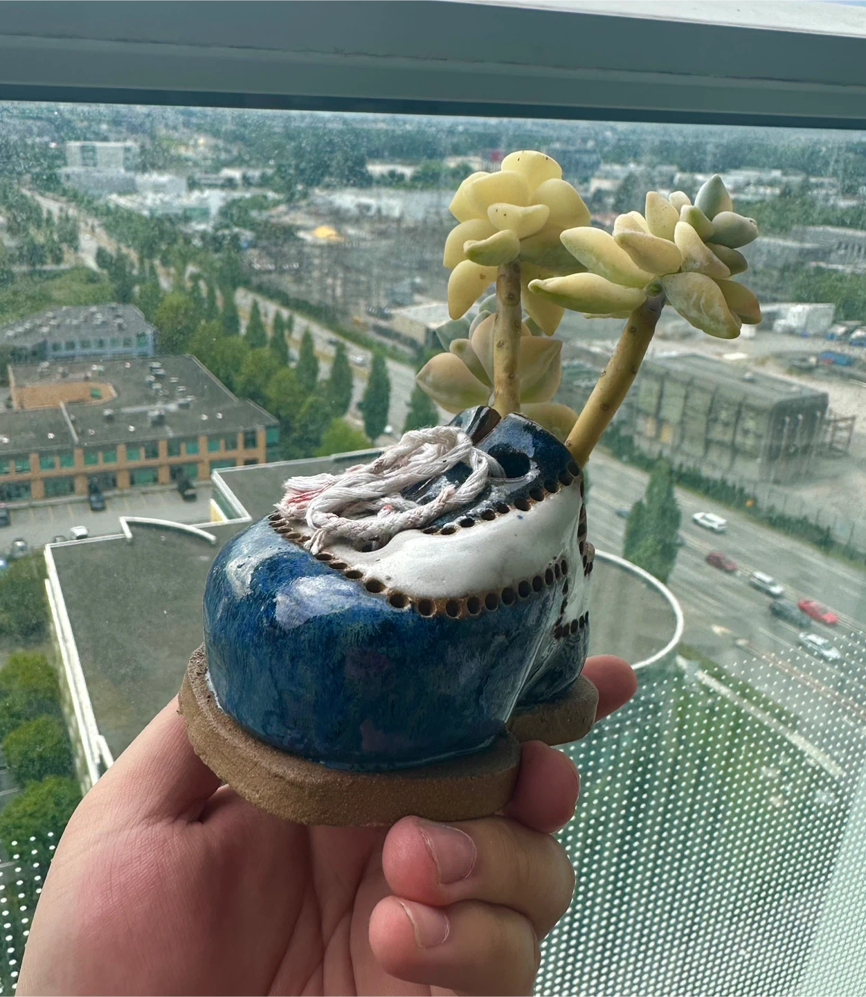 Succulents for sale - photo 2